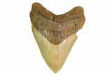 Huge Fossil Megalodon Tooth - North Carolina #172608-1